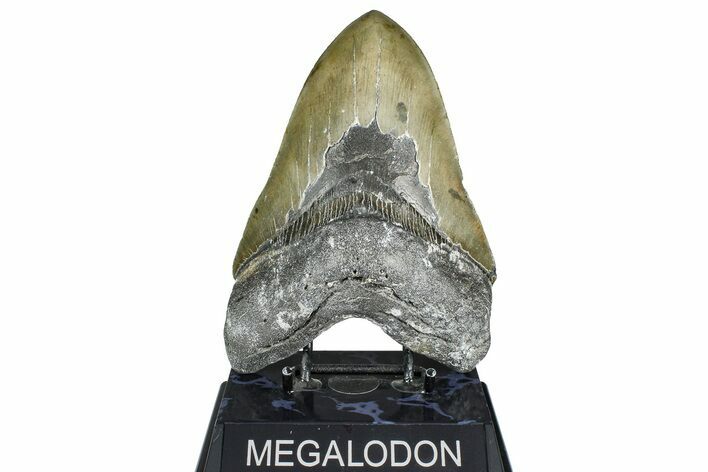 Serrated, Fossil Megalodon Tooth - North Carolina #363749
